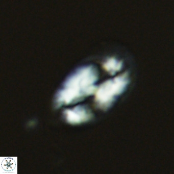 Helicosphaera wallichii VR 04828