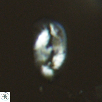 Helicosphaera wallichii VR 04831