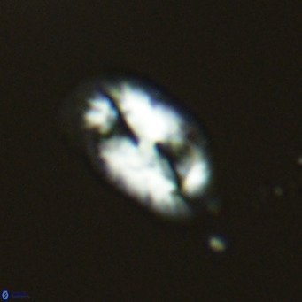 Helicosphaera wallichii VR 04834