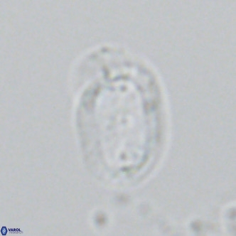 Helicosphaera wallichii VR 04836