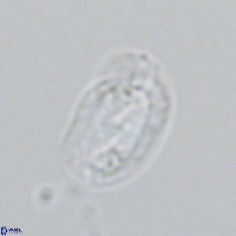 Helicosphaera wallichii VR 04837