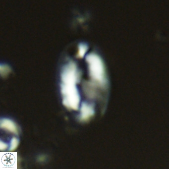 Helicosphaera wallichii VR 05166