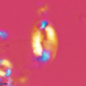 Helicosphaera wallichii VR 05167