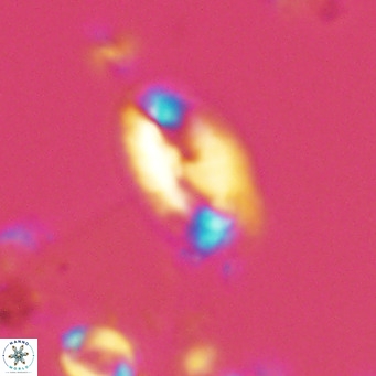 Helicosphaera wallichii VR 05168