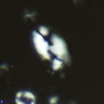 Helicosphaera wallichii VR 05169