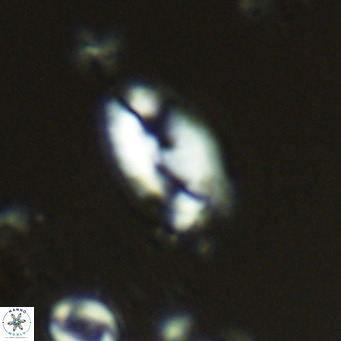 Helicosphaera wallichii VR 05169