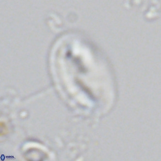 Helicosphaera wallichii VR 05175