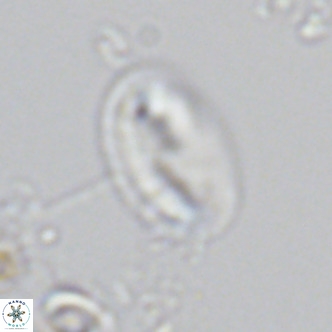 Helicosphaera wallichii VR 05175