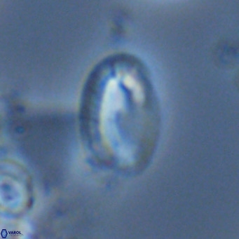 Helicosphaera wallichii VR 05179