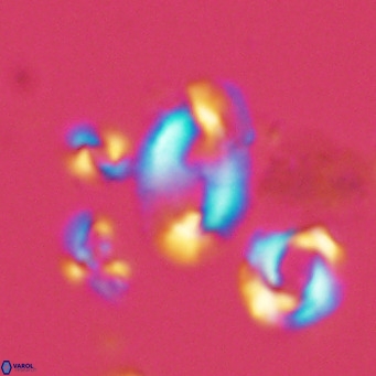 Helicosphaera wallichii VR 05351