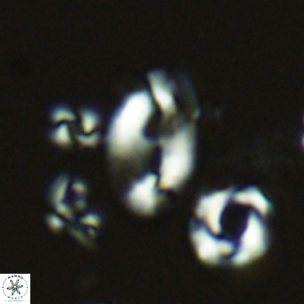 Helicosphaera wallichii VR 05352