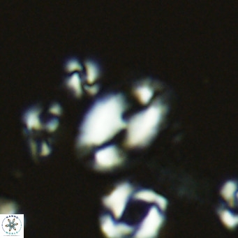 Helicosphaera wallichii VR 05353