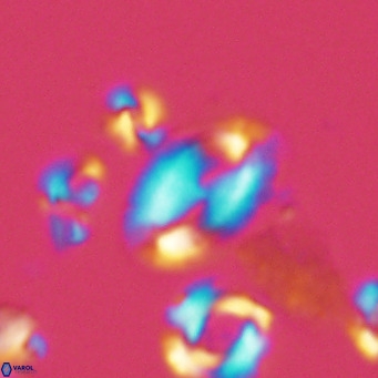 Helicosphaera wallichii VR 05354