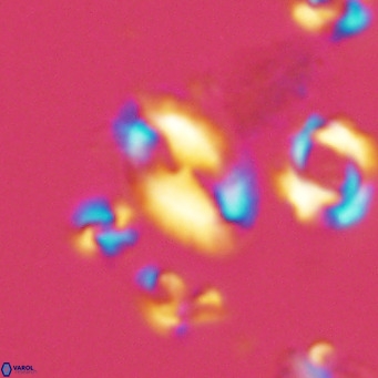 Helicosphaera wallichii VR 05355