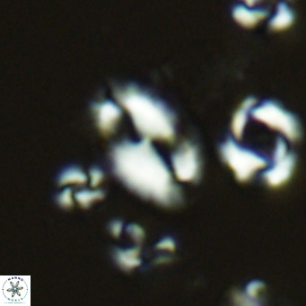 Helicosphaera wallichii VR 05356