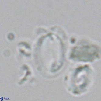 Helicosphaera wallichii VR 05358