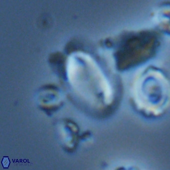 Helicosphaera wallichii VR 05362