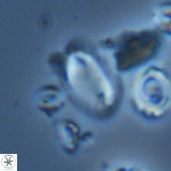 Helicosphaera wallichii VR 05362