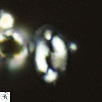 Helicosphaera wallichii VR 05404