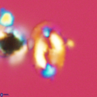 Helicosphaera wallichii VR 05405