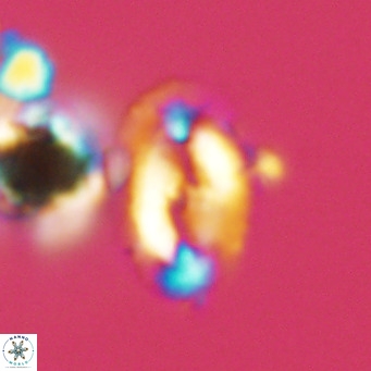Helicosphaera wallichii VR 05405