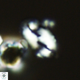 Helicosphaera wallichii VR 05408