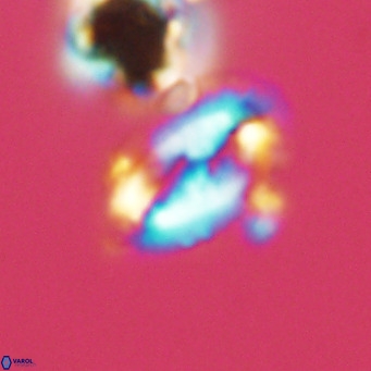 Helicosphaera wallichii VR 05410