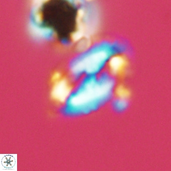 Helicosphaera wallichii VR 05410