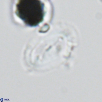 Helicosphaera wallichii VR 05412