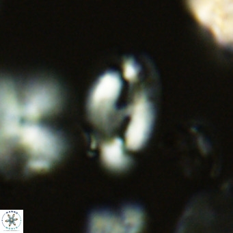 Helicosphaera wallichii VR 05674