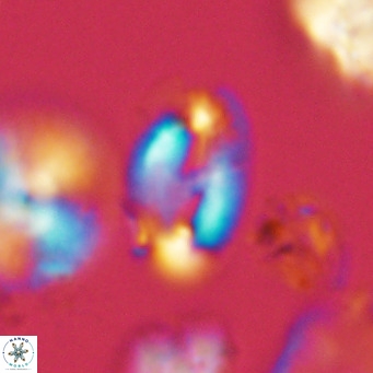 Helicosphaera wallichii VR 05675