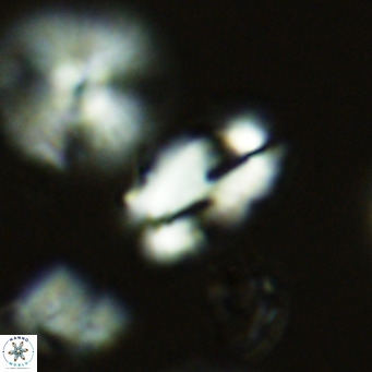 Helicosphaera wallichii VR 05676