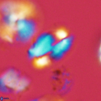 Helicosphaera wallichii VR 05677