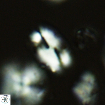 Helicosphaera wallichii VR 05679