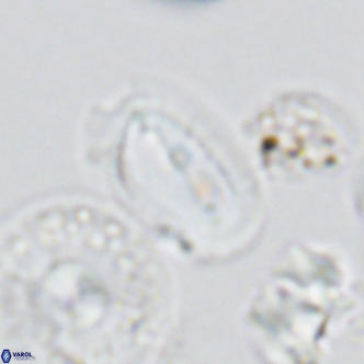 Helicosphaera wallichii VR 05680