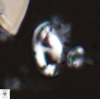 Helicosphaera waltrans 27586