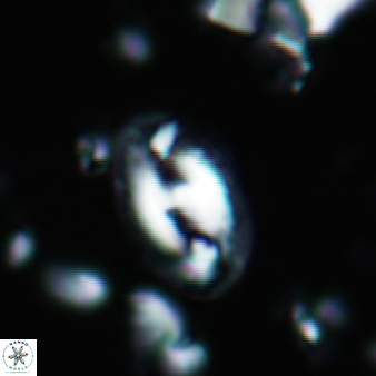 Helicosphaera waltrans 375
