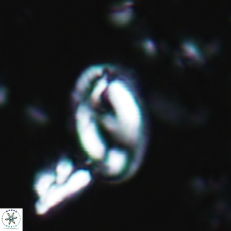 Helicosphaera waltrans 385