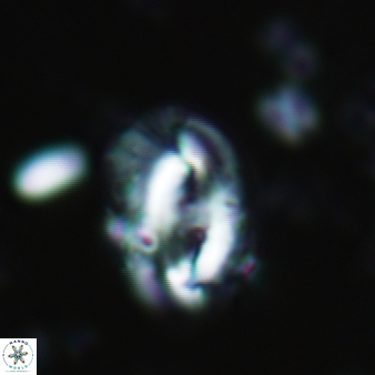 Helicosphaera waltrans 405
