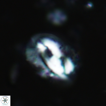 Helicosphaera waltrans 408