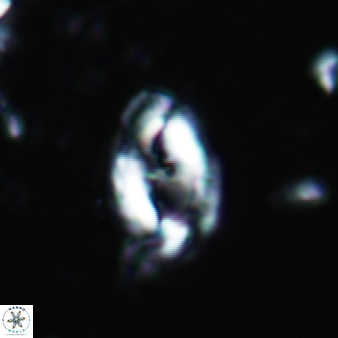 Helicosphaera waltrans 412
