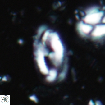 Helicosphaera waltrans 421