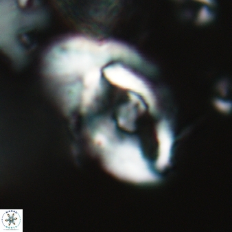 Helicosphaera wilcoxonii 149