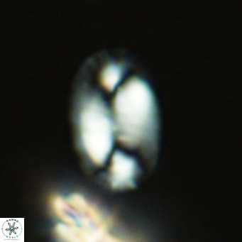 Helicosphaeranudus hyalina VR 09352