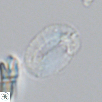 Helicosphaeranudus hyalina VR 09359