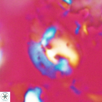 Helicosphaerella bipuncta VR 028468
