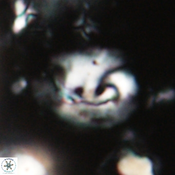 Helicosphaerella bipuncta VR 028469