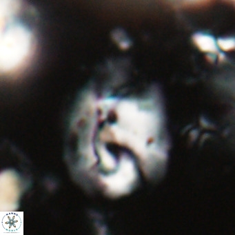 Helicosphaerella bipuncta VR 028472