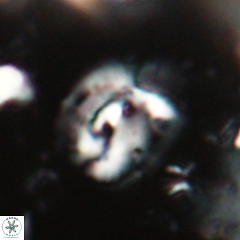 Helicosphaerella bipuncta VR 028473