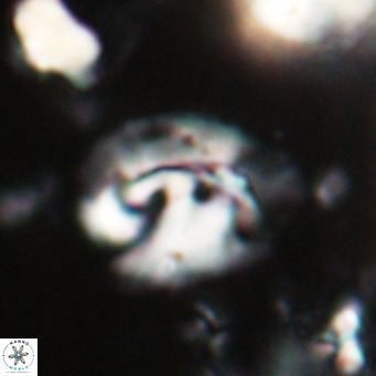 Helicosphaerella bipuncta VR 028476